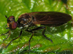 Robber Fly